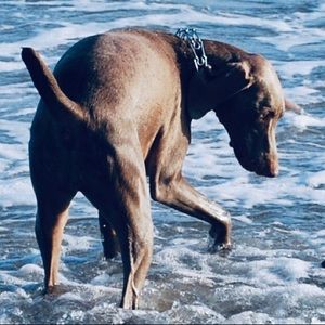 Meet your Posher, Mamary